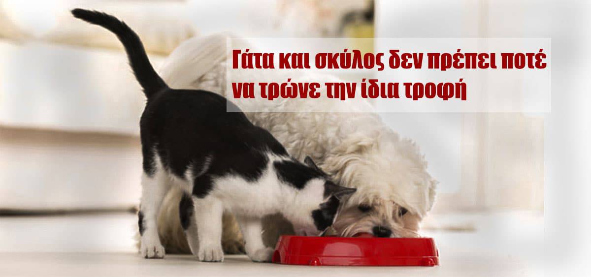 Γάτα και σκύλος δεν πρέπει ποτέ να τρώνε την ίδια τροφή